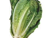 LECHUGA ROMANA